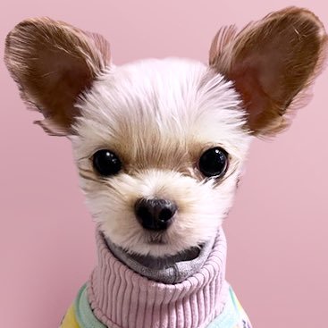 완두는완두's profile picture