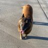 Dog_Logic's profile picture