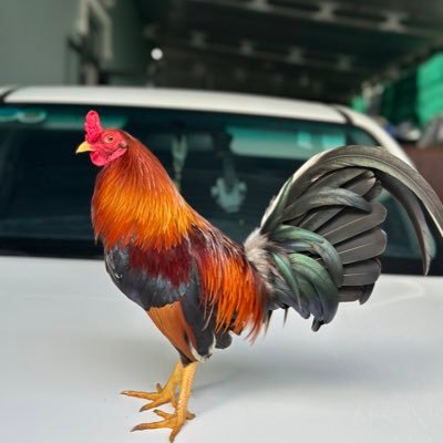 Phihung944890's profile picture
