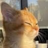 sai's profile picture