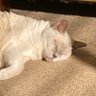JazzyCat profil fotoğrafı
