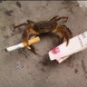 Crab's profile picture