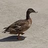 Profilbild von Herald Of Geese