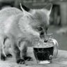 Foxy profil fotoğrafı