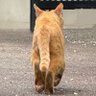 Фото профиля かわねこ