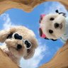 PLANG🌻🐶's profile picture