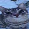 Norrad's profile picture