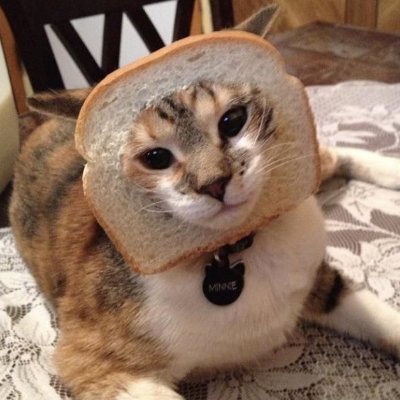 Todo dia uma gordinha's profile picture