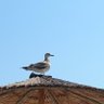 GalinaIv7's profile picture