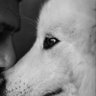 Nebojša's profile picture
