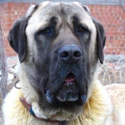 gulmeyenkopek's profile picture
