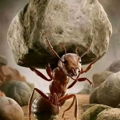 BERO19865428's profile picture