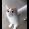 tammyh333's profile picture