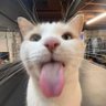 Losvant profil fotoğrafı