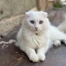 Hakan's profile picture