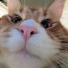 Frodo's Mom's profile picture