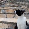 kiwi's profile picture