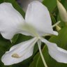 Mariposa Blanca ๐บ๐ธ๐จ๐บ ็ๅคดๅ