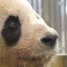 Profilbild von パンダ館長
