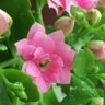 Lily of the valley 的头像