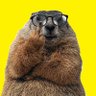 Angry Marmot / 怒ったマーモット (follow)'s profile picture