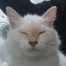 Profilbild von #A