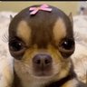 Puppy 🐶's profile picture