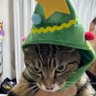 きじしろくつしたかぎしっぽ profil fotoğrafı