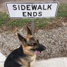 Dogfart, The Nicest Asshole™️ profil fotoğrafı