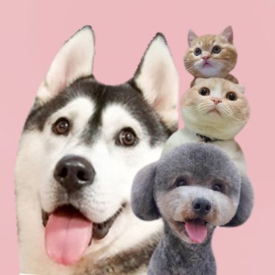犬と猫の親バカ日記's profile picture