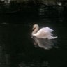 🦢🤍 profil fotoğrafı