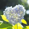 猫山わかたろう profil fotoğrafı