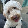 wazy's profile picture