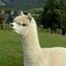 Фото профиля Alpaca and solefish