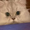 Cihangir çetinel profil fotoğrafı