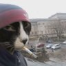 datch's profile picture