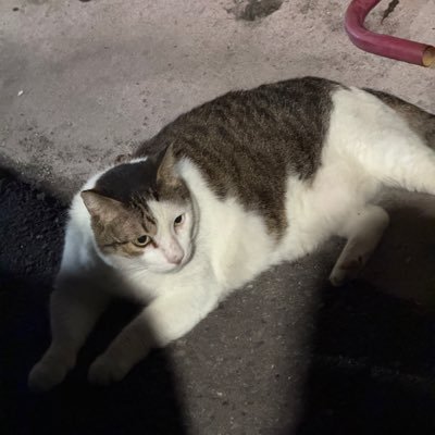 JC's profile picture