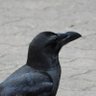 Monio profil fotoğrafı