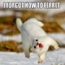 Profilbild von Gwentheferret