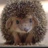 TiggyB's profile picture