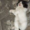 Mom0nTok's profile picture