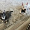 Neale and Fergus the Westie!!'s profile picture