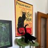black cat's profile picture