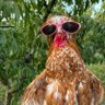 GALLO's profile picture