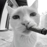 Profilbild von A.