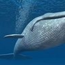 Profilbild von ذا النون🐋