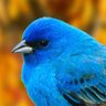 Profilbild von Indigobunting
