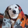Vinézio's profile picture