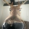 Deer 的头像