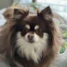 Stinky Bandit's profile picture